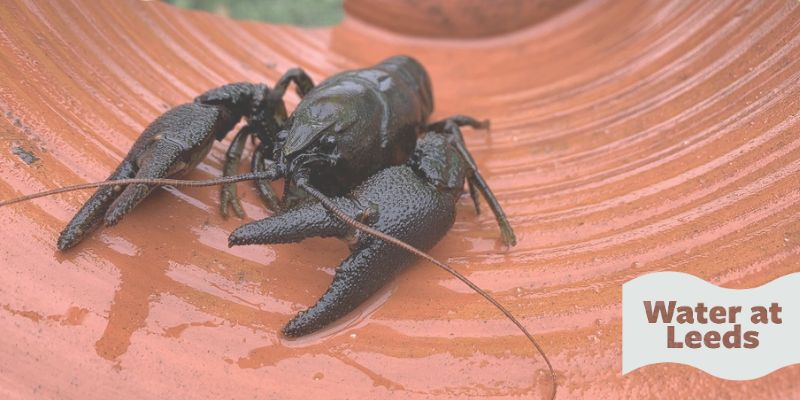 A dark brown crayfish that was rescued from Meanwood Beck. The wave-shaped logo in the corner reads Water at Leeds.