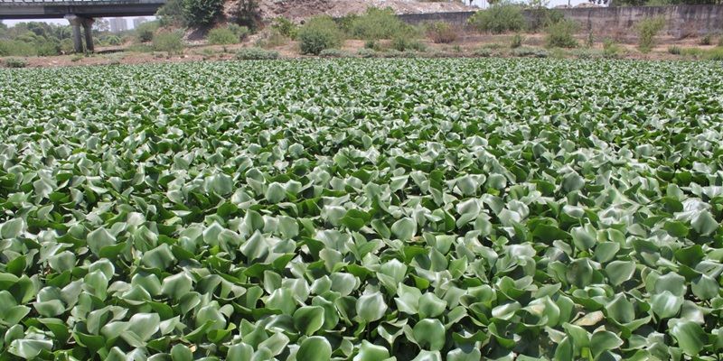 A river in Uganda completely covered with the invasive plant water hyacinth.