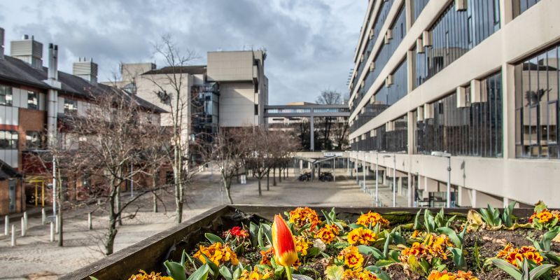 Yellow and red flowers in a raised flower bed at the back of the EC Stoner building.
