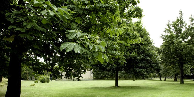 Lush green trees and grass in St George's Field