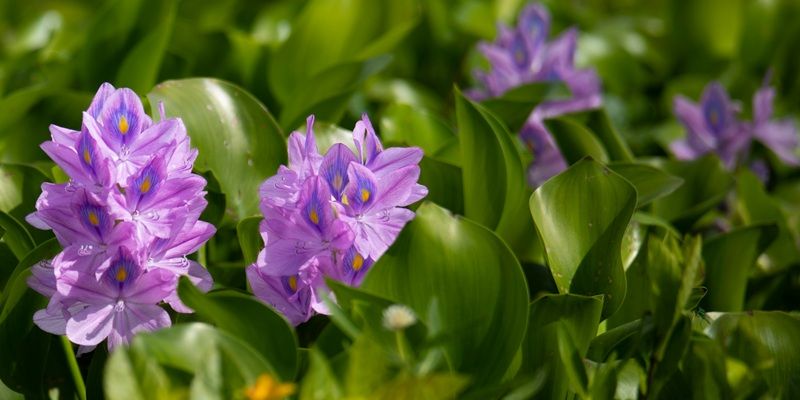 Purple flowering water hyacinth plants