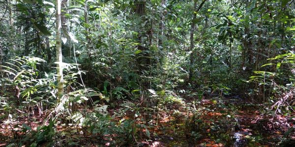 congo_forest