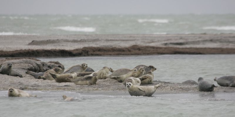 Several young Caspian Seals resting at a haul-out site.