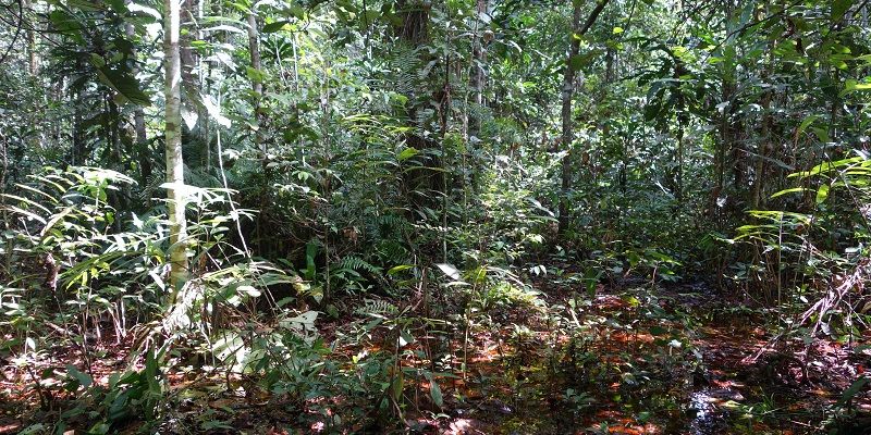 congo_forest