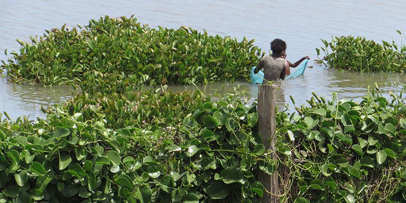Woman and child harvesting water hyacinths at Achuodho Beach, Lake Victoria, Kenya.