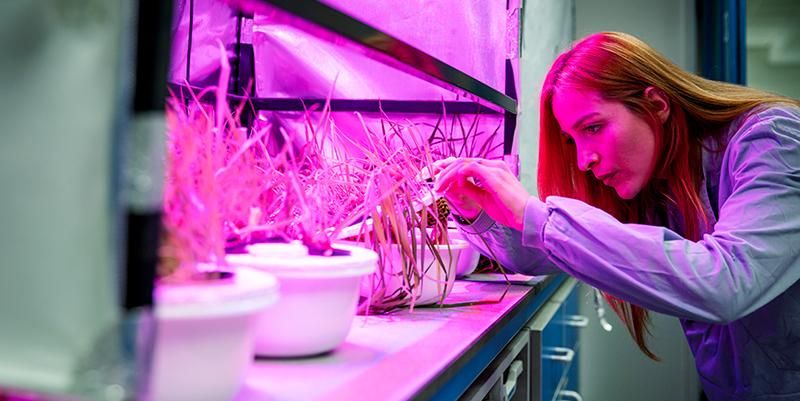 A person working with plants in a lab under a pink light